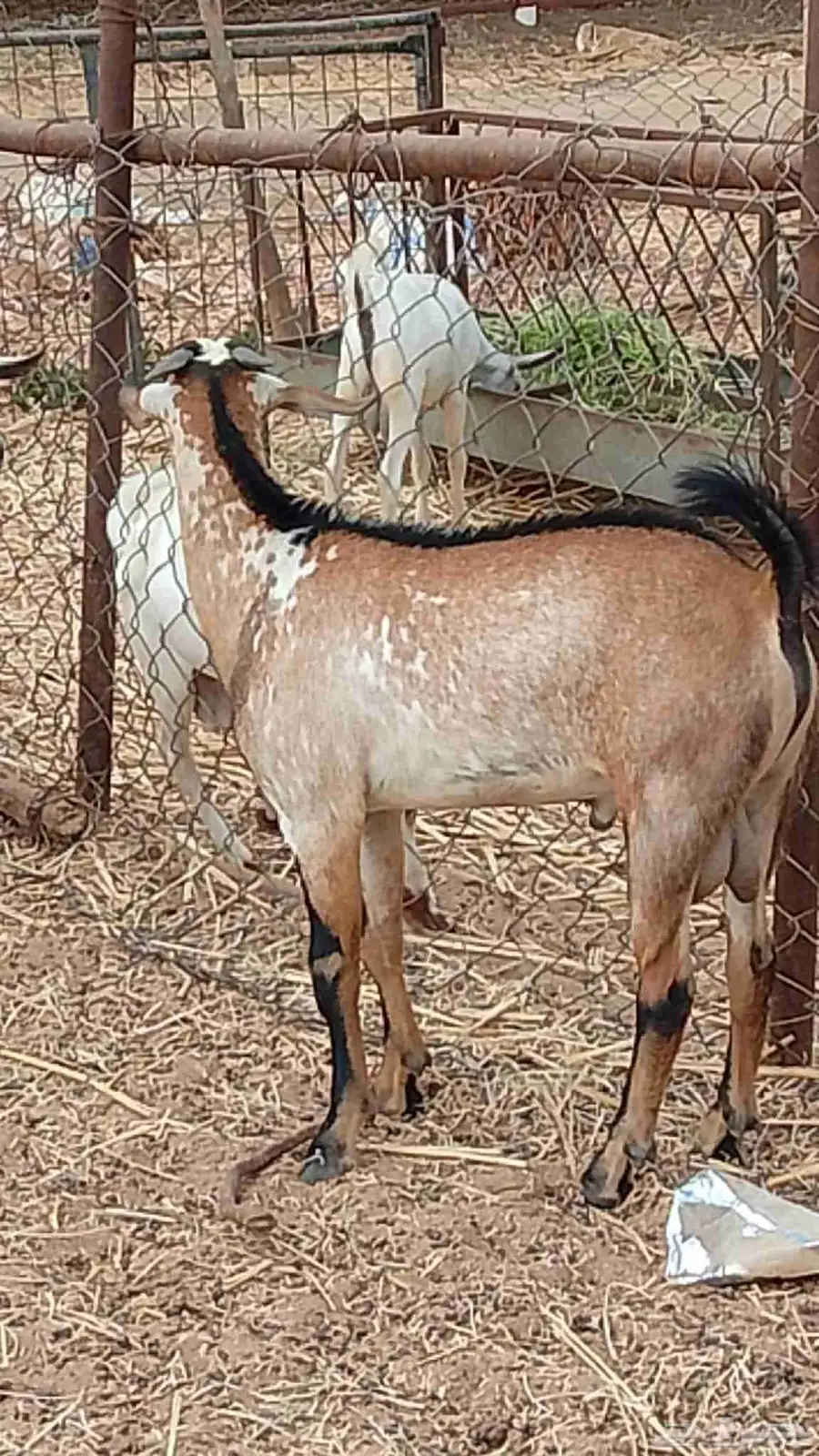 تيوس بلدي رخيل بلدي كباش بلدي 4