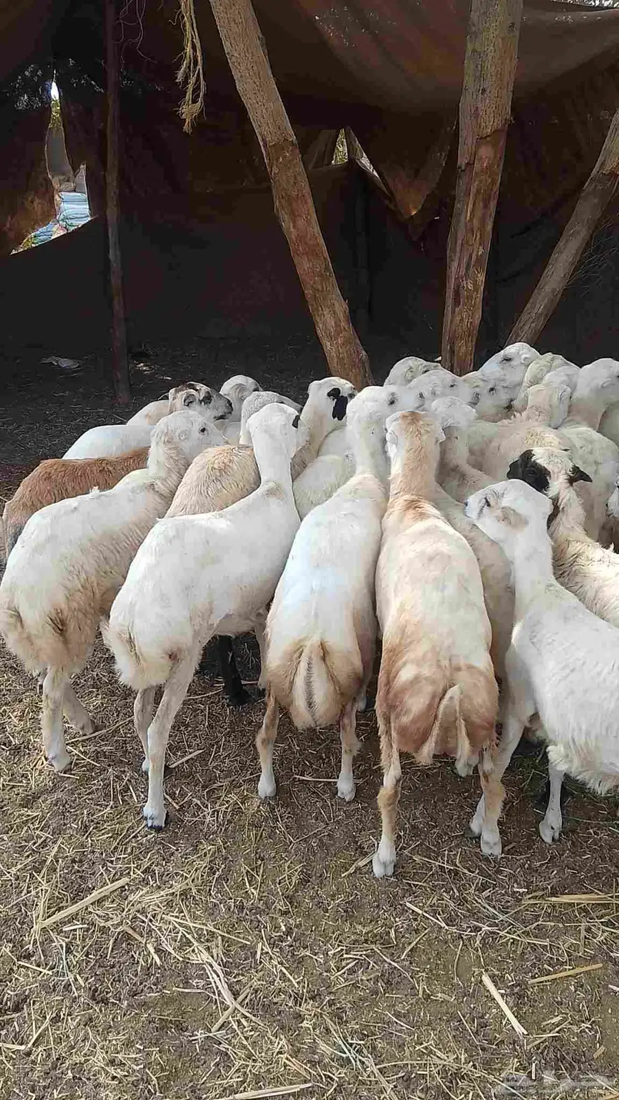تيوس بلدي رخيل بلدي كباش بلدي 8