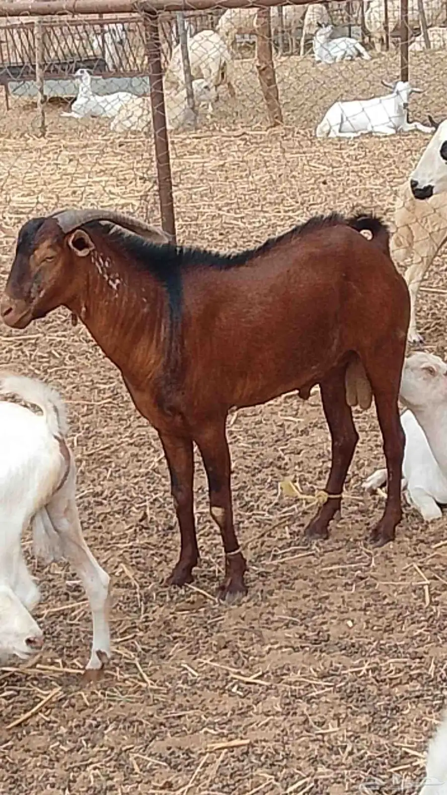 تيوس بلدي رخيل بلدي كباش بلدي 7