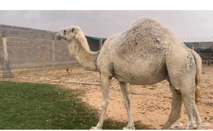 ضرايب وضح عدد ثنتين وبكره وضحى الابل طيبه بالحيل 0