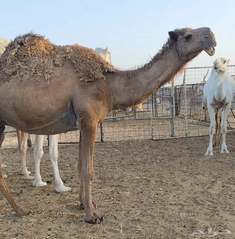 شعلا لقحه على عوني طيب 2