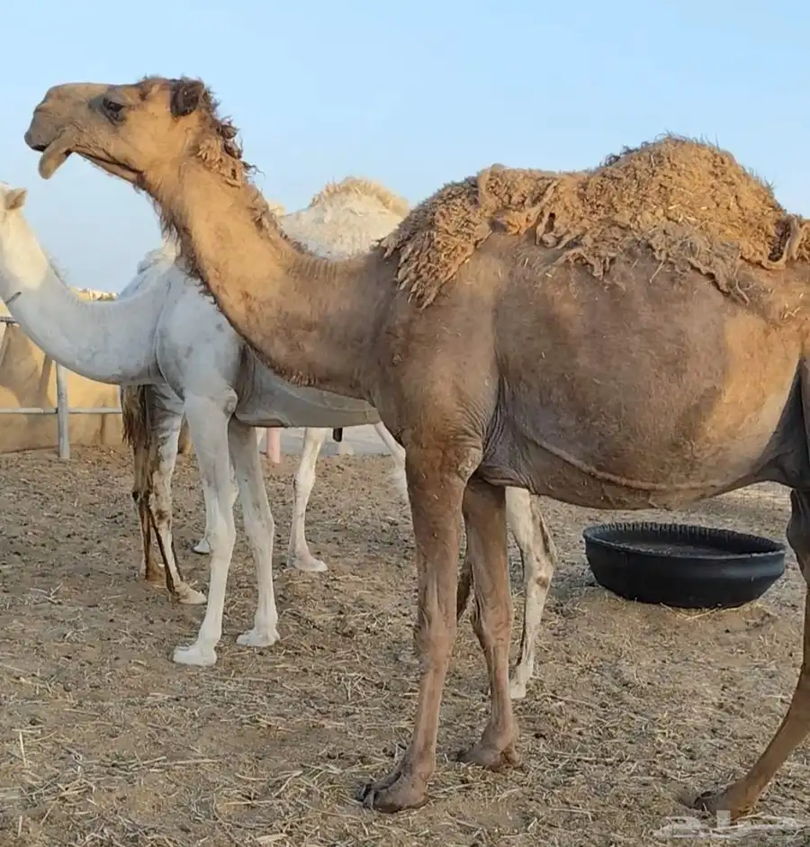 شعلا لقحه على عوني طيب 1