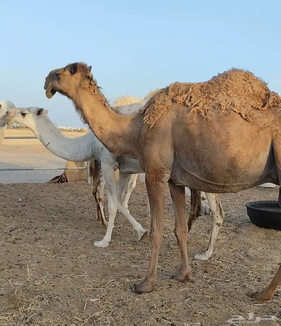 شعلا لقحه على عوني طيب 3
