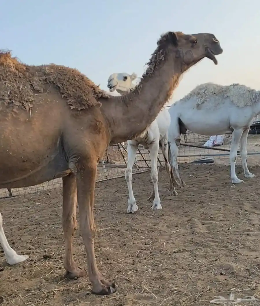 شعلا لقحه على عوني طيب 0