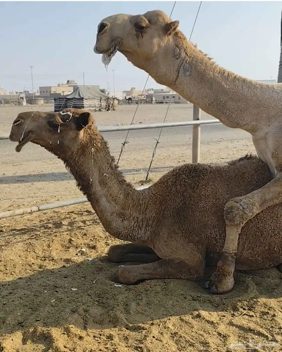 شعلا لقحه على عوني طيب 4