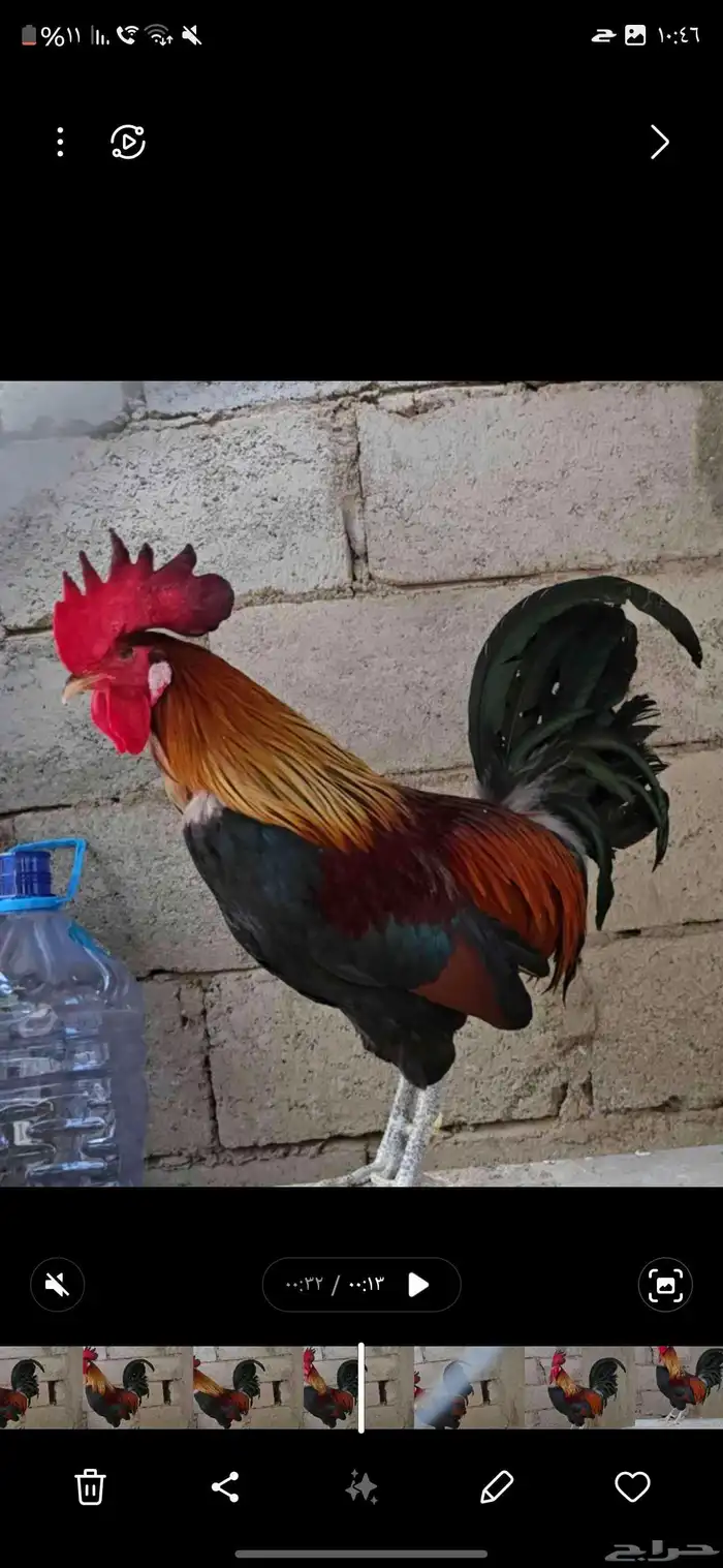 طقم عربي اشقر للبيع 0