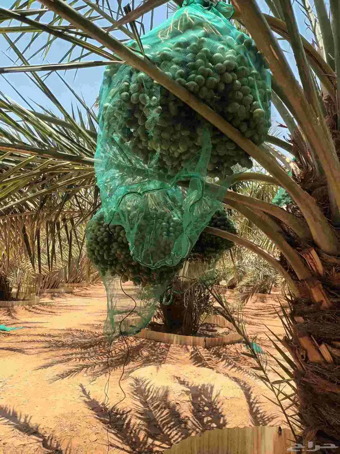 العفجه نجديه الرحمانيه الشديده الرفايع العتيق الدلم نعجان 1