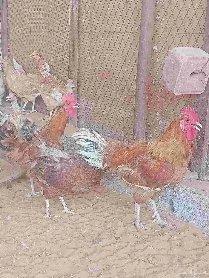 دجاج 0
