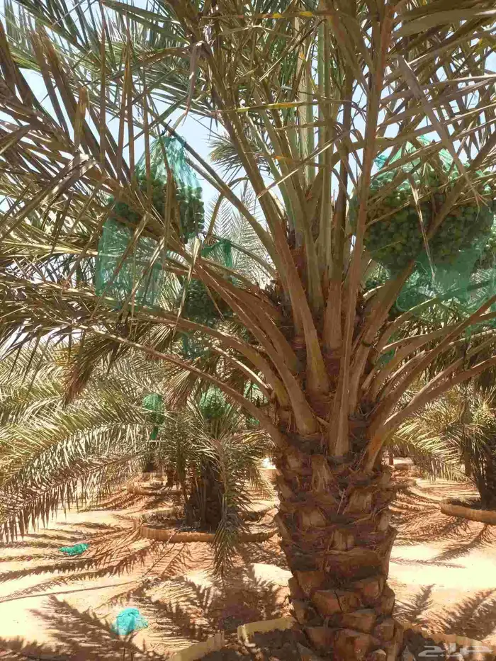 العفجه نجديه الرحمانيه الشديده الرفايع العتيق الدلم نعجان 2