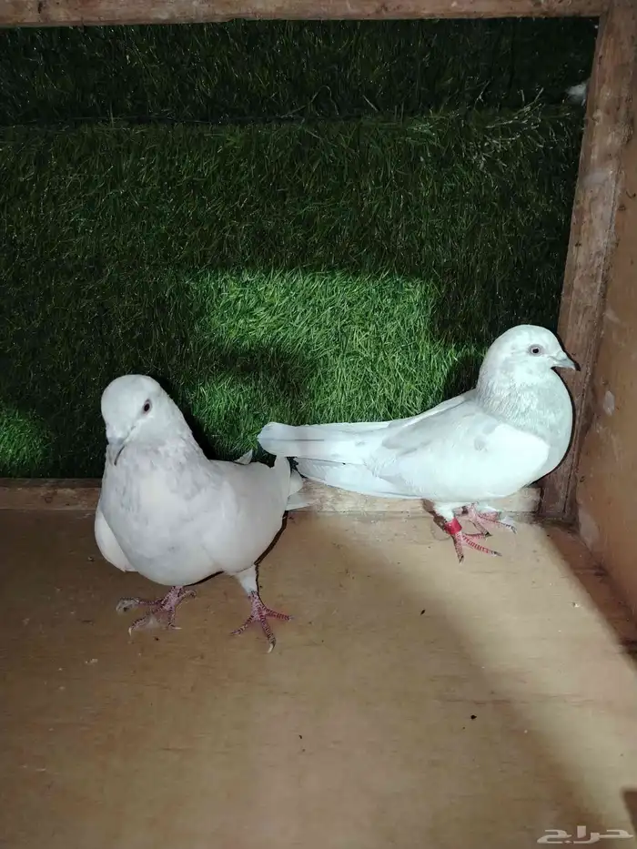 للبيع زوج باكستاني سيلتير 0
