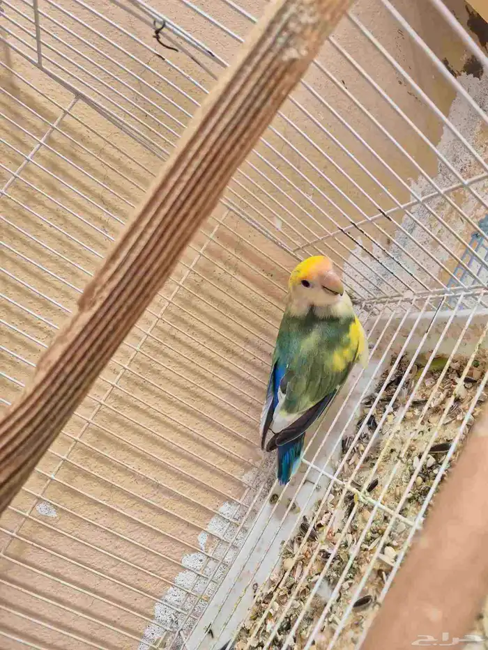 روز ذكر محلل بشهادة جاهز للانتاج 0