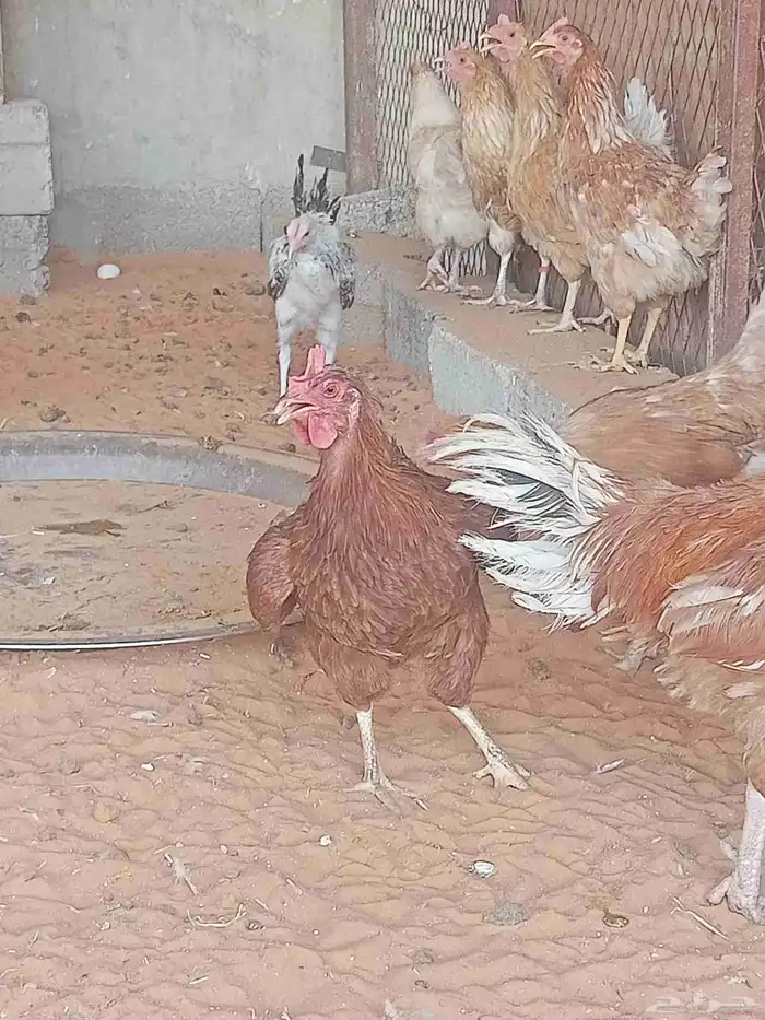دجاج 3
