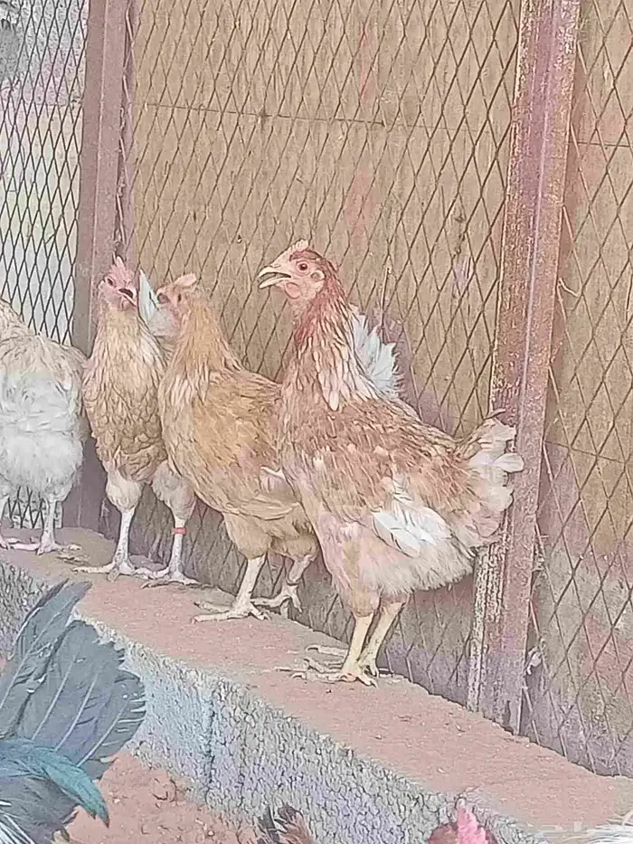 دجاج 2