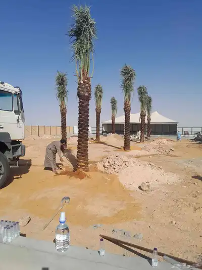 نخل عربي 7
