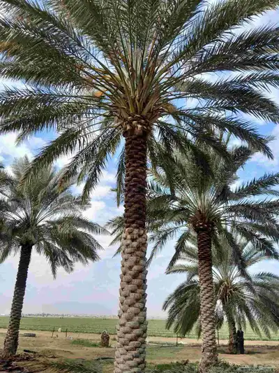 نخل عربي 4
