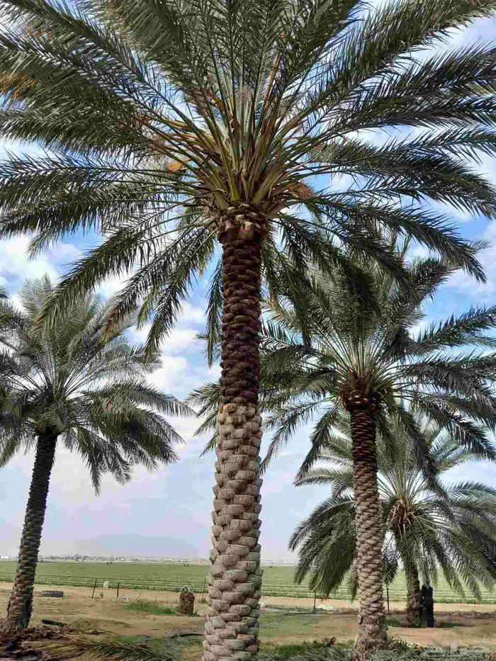 نخل عربي 4