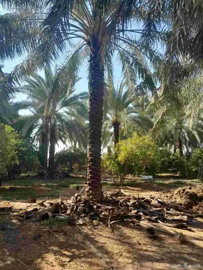 نخل عربي 3