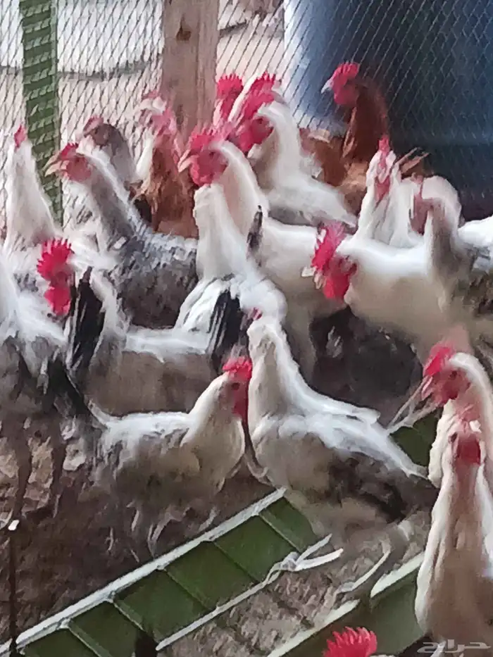 ديوك الاعمار 4 اشهر شحم ولحم ماشاءالله تبارك الله محصن بصحه 1