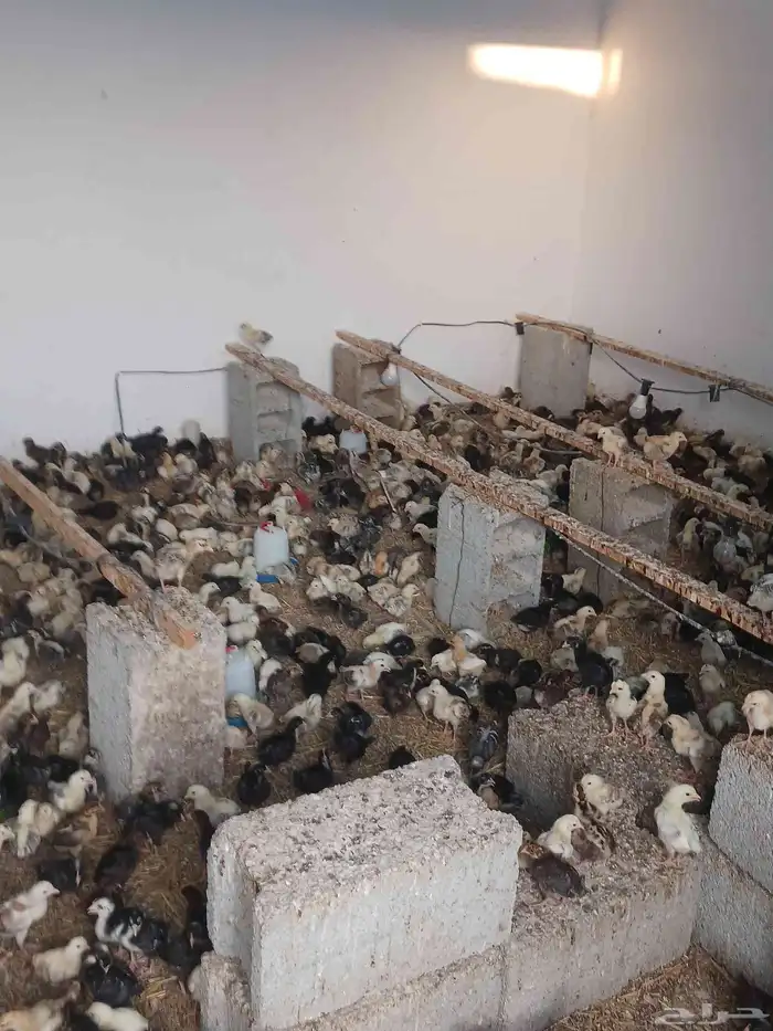 صوص بلدي عمر 15 يوم محصن واخذجميع المكملات 0