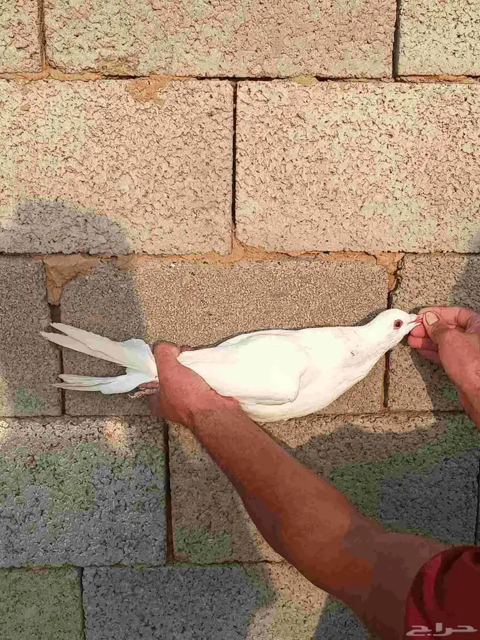 حمام ملكي دم ملكي صافي من النوادر نفس المالطي 0