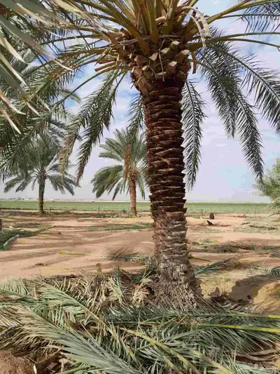 نخل عربي 1
