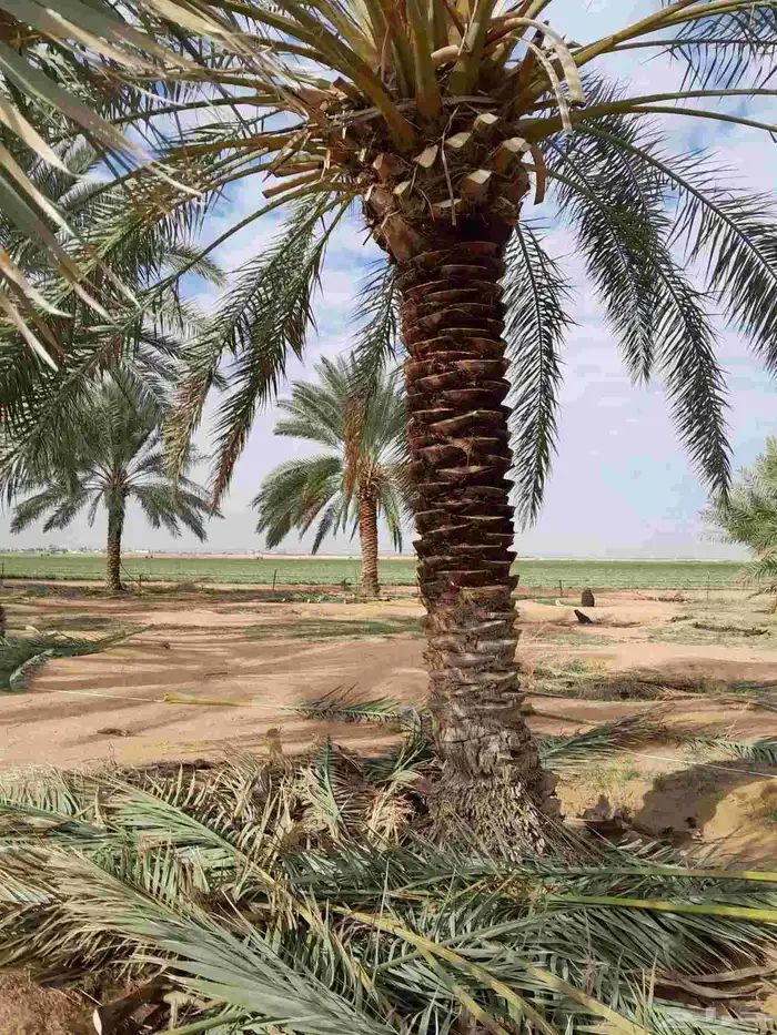 نخل عربي 1