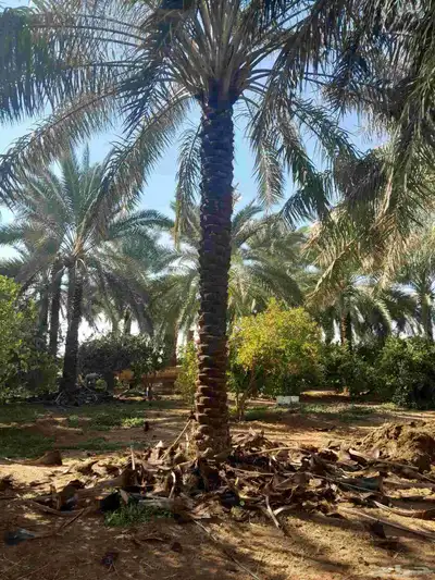 نخل عربي 2