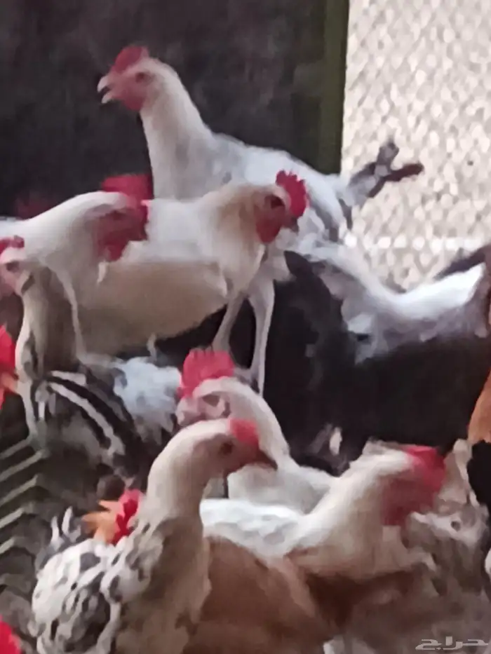 ديوك الاعمار 4 اشهر شحم ولحم ماشاءالله تبارك الله محصن بصحه 0