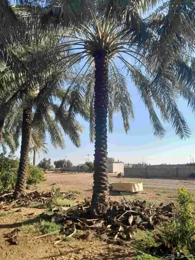 نخل عربي 0
