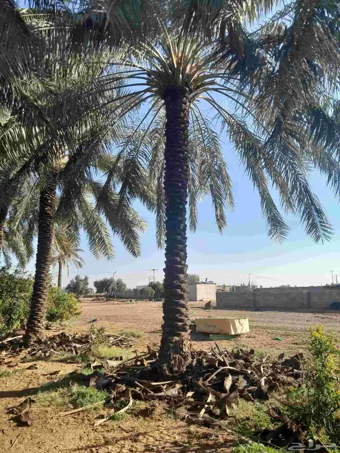 نخل عربي 0