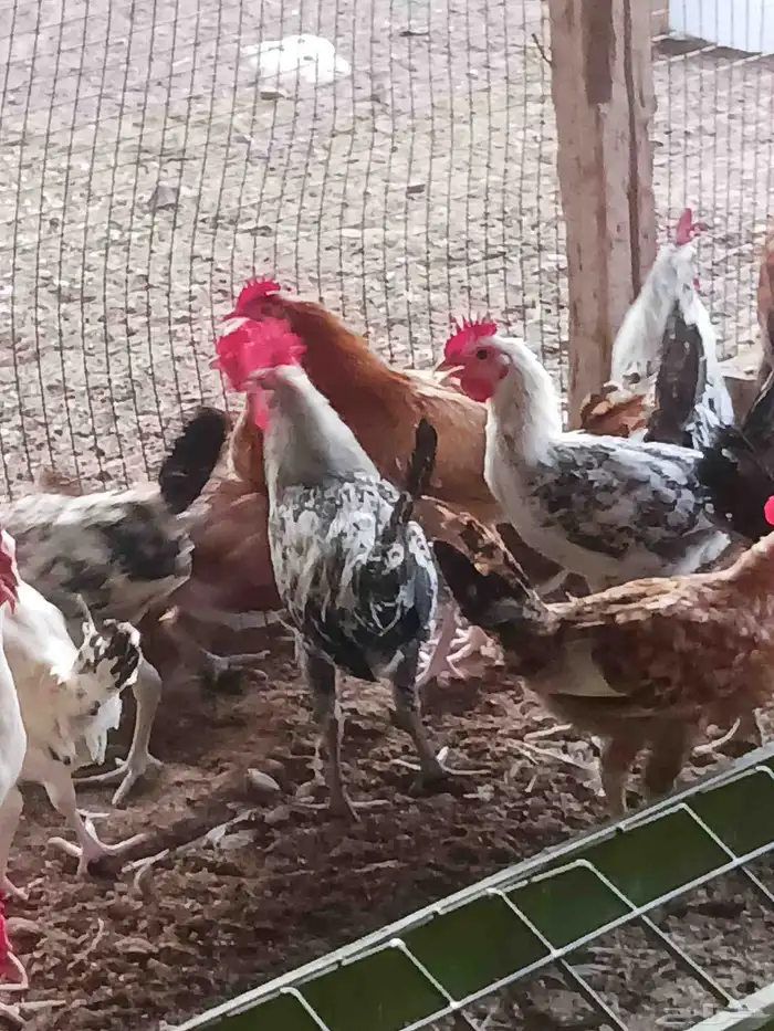 ديوك الاعمار 4 اشهر شحم ولحم ماشاءالله تبارك الله محصن بصحه 2