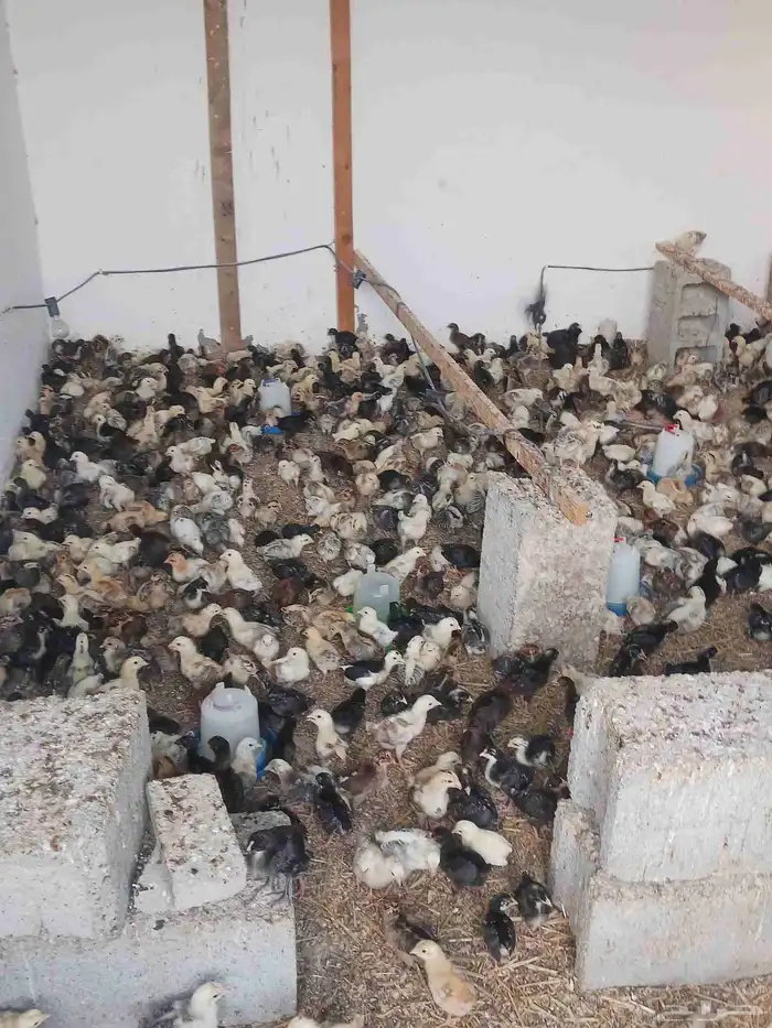 صوص بلدي عمر 15 يوم محصن واخذجميع المكملات 1