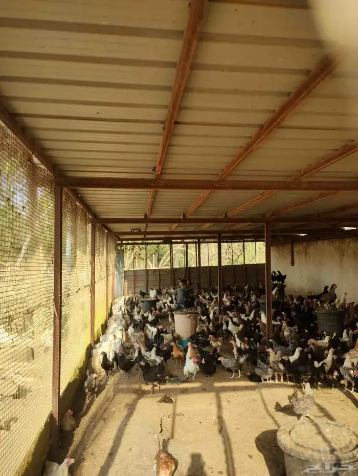 دجاج بياض للبيع 0