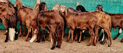 سواكني تربية 3 أشهر سمان سمان مشروطة 3