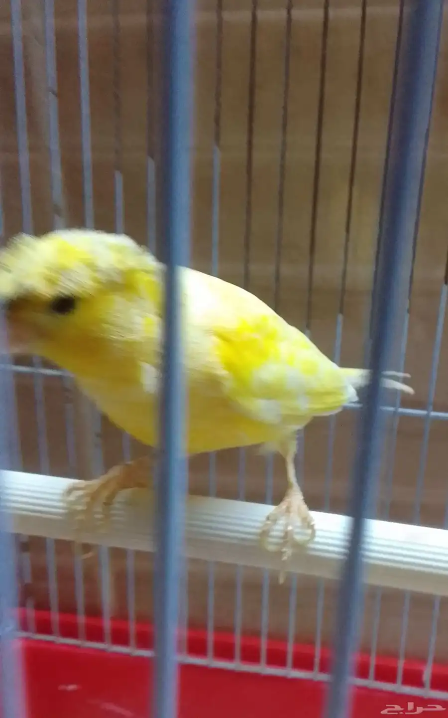 طير كناري 3