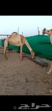 اصيل هجن ابيها الفايز الهرش 0