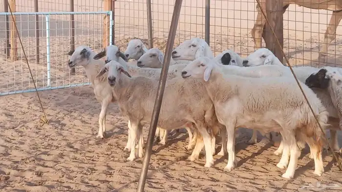 غنم حريات تم البيع 14