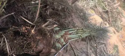 يوجد لدينا جميع انواع انخيل 6