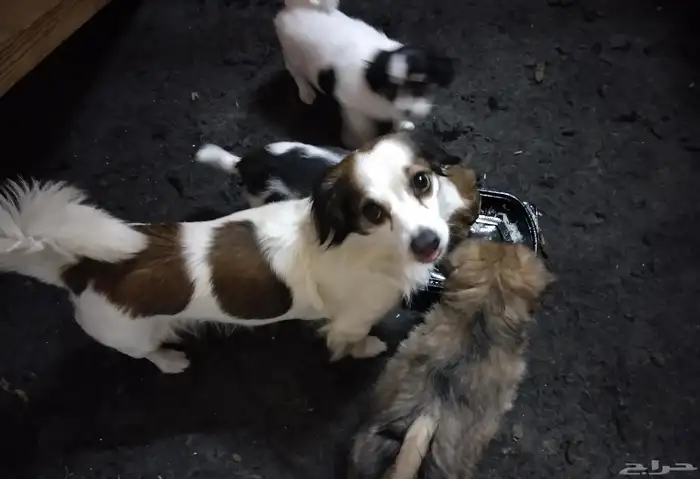 كلب للتبني 7