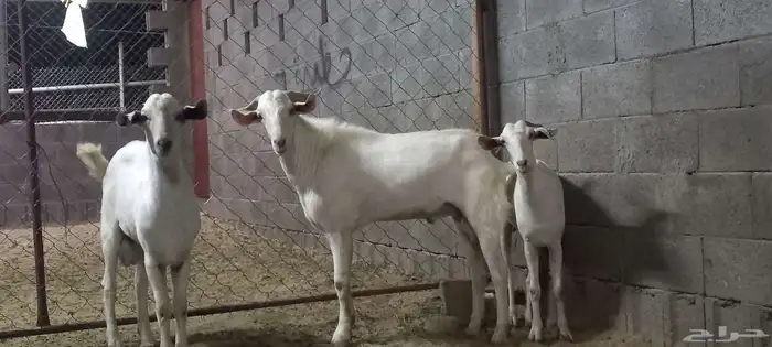 تيسين للبيع واحد ثني واحد جذع فحول ومشروطه من كل شي 2