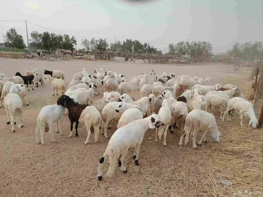 سواكني بديل الحري تربيه للمناسبات فاخر من الاخر حياكم الله 2