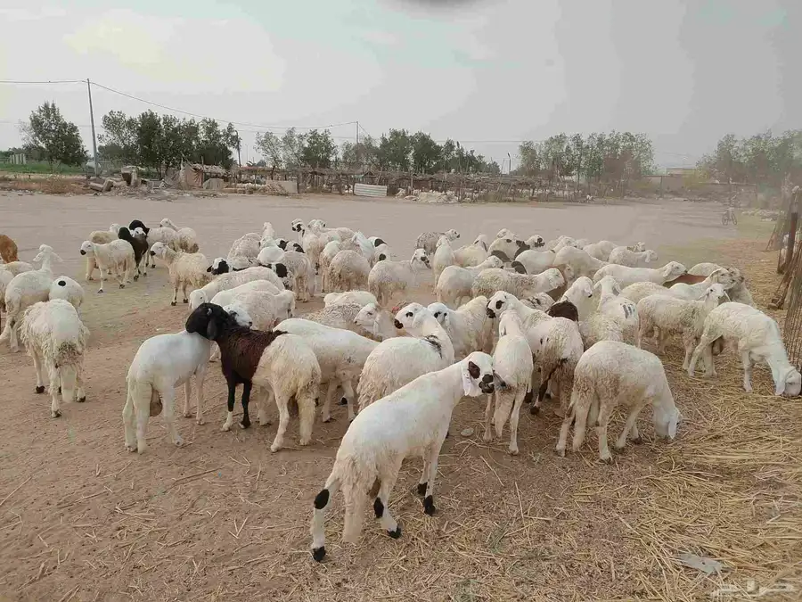 سواكني بديل الحري تربيه للمناسبات فاخر من الاخر حياكم الله 3