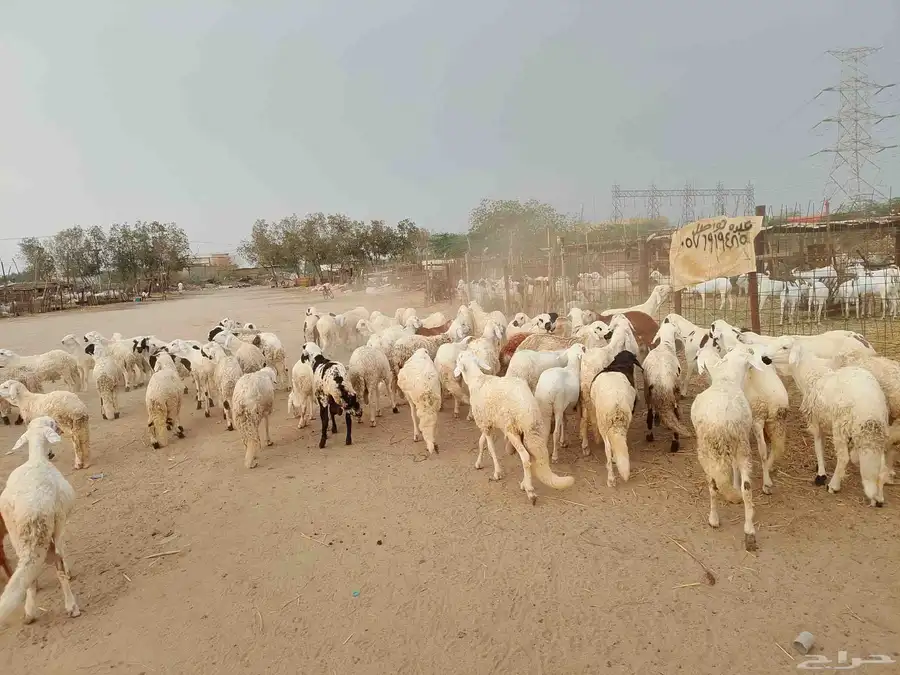 سواكني بديل الحري تربيه للمناسبات فاخر من الاخر حياكم الله 5
