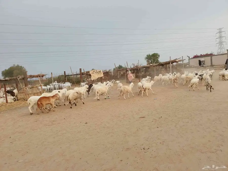 سواكني بديل الحري تربيه للمناسبات فاخر من الاخر حياكم الله 7