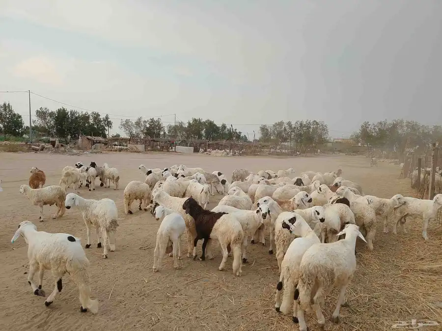 سواكني بديل الحري تربيه للمناسبات فاخر من الاخر حياكم الله 4