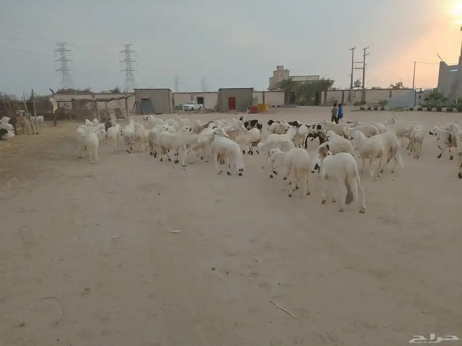 سواكني بديل الحري تربيه للمناسبات فاخر من الاخر حياكم الله 6