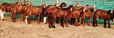 سواكني تربية 3 أشهر سمان سمان مشروطة 2