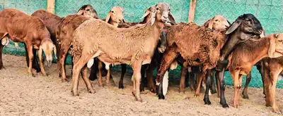 سواكني تربية 3 أشهر سمان سمان مشروطة 5