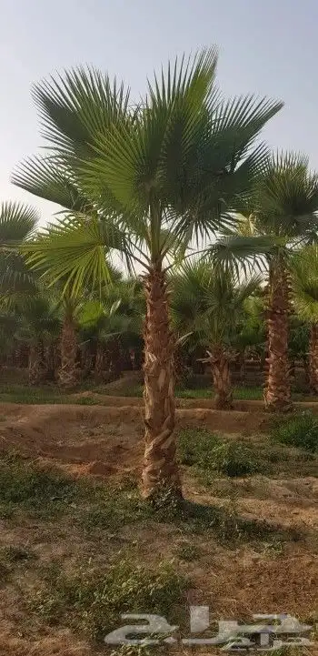 يتوفر لدينا نخيل وشنطن زينه لاستراحات والففل والقصور 4