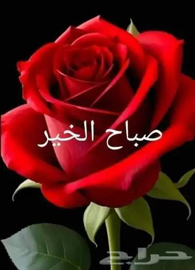 معلم مراجعة لغه انجليزيه 0